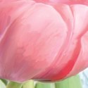 Parawan dwustronny, Dorodny różowy tulipan